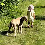 Les Roulottes Des Amis De Wonky Retaud