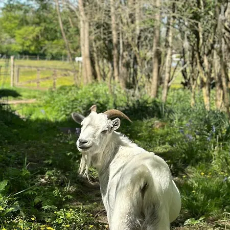 Les Roulottes Des Amis De Wonky