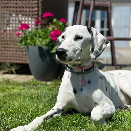 Camping Les Roulottes Des Amis De Wonky