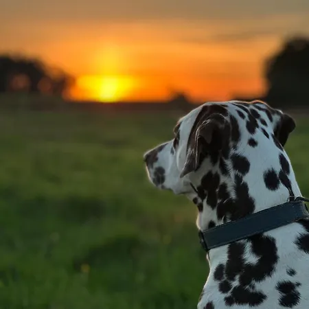 Kemping Les Roulottes Des Amis De Wonky *