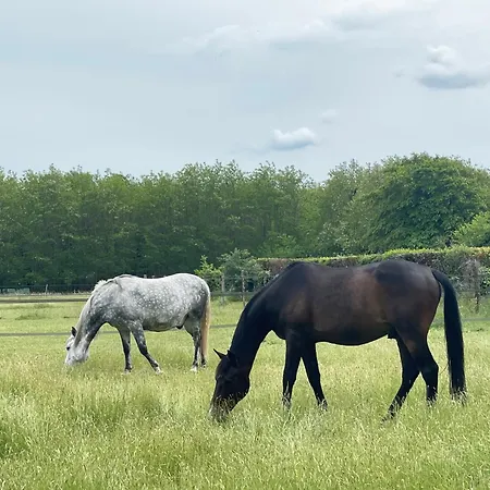 Les Roulottes Des Amis De Wonky Kemping