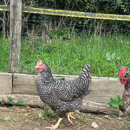 Les Roulottes Des Amis De Wonky