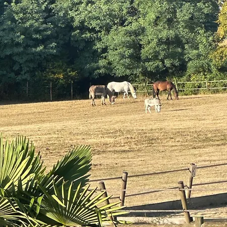 Camping Les Roulottes Des Amis De Wonky