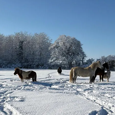 Les Roulottes Des Amis De Wonky