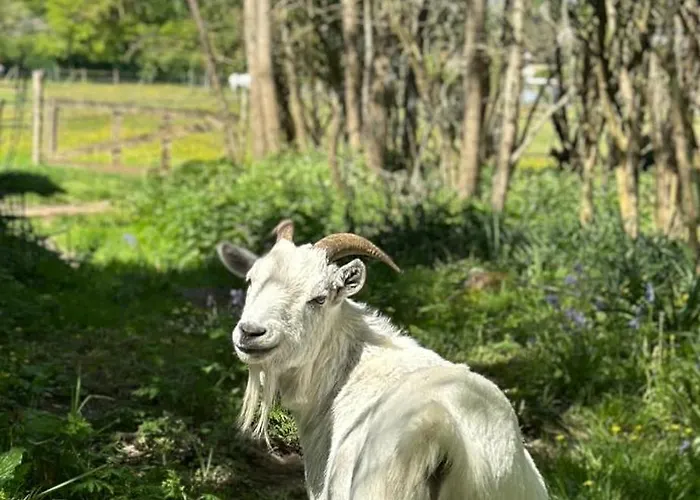 Les Roulottes Des Amis De Wonky