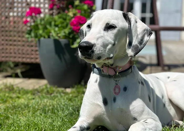 אתר קמפינג Les Roulottes Des Amis De Wonky