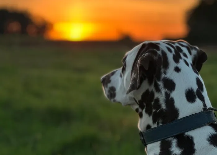 אתר קמפינג Les Roulottes Des Amis De Wonky *