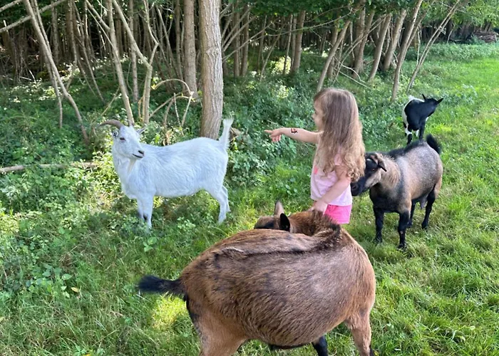 אתר קמפינג Les Roulottes Des Amis De Wonky Rétaud