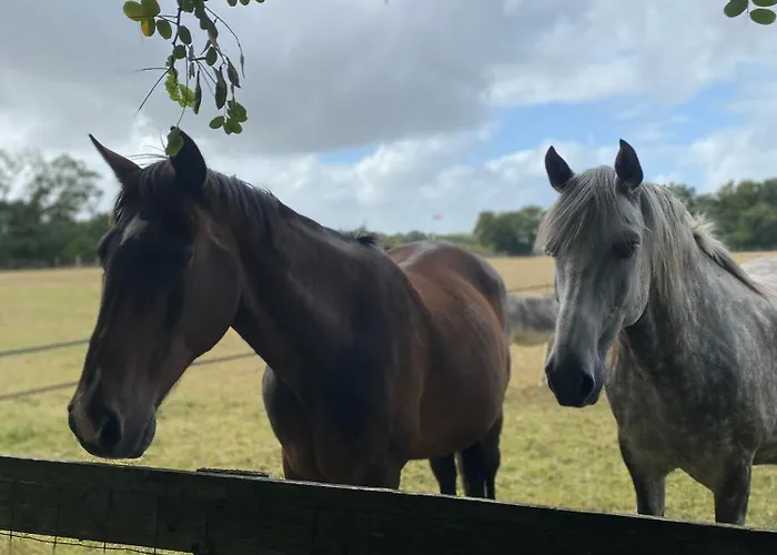 אתר קמפינג Les Roulottes Des Amis De Wonky *