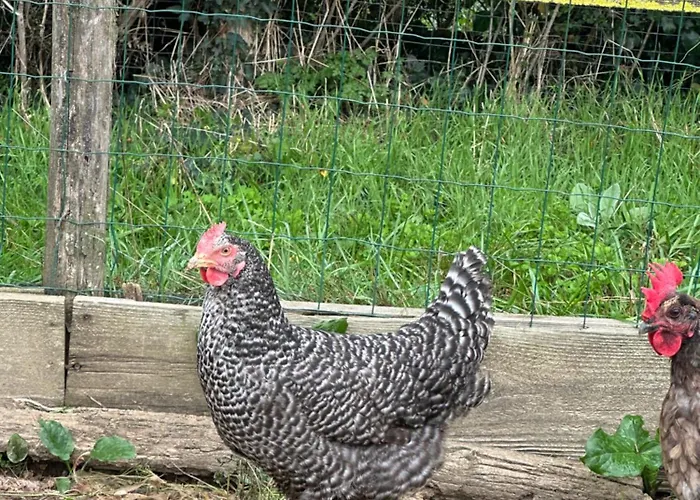 Les Roulottes Des Amis De Wonky