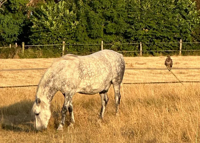 Les Roulottes Des Amis De Wonky אתר קמפינג *