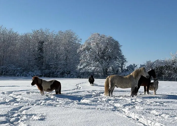 Les Roulottes Des Amis De Wonky