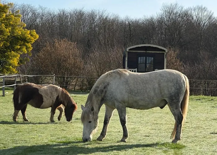 אתר קמפינג Les Roulottes Des Amis De Wonky
